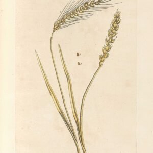 Alternative view of Christian Wall Art James 3:18 Seeds of Peace Vintage Wheat Print (Digital Download)