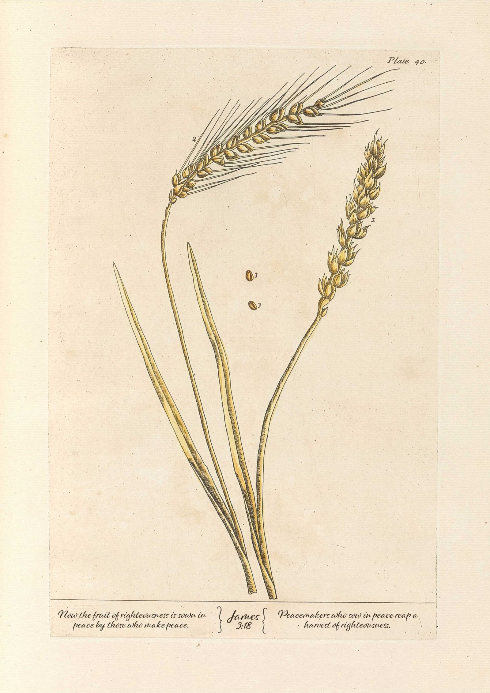 Christian Wall Art James 3:18 Seeds of Peace Vintage Wheat Print (Digital Download) - Image 2
