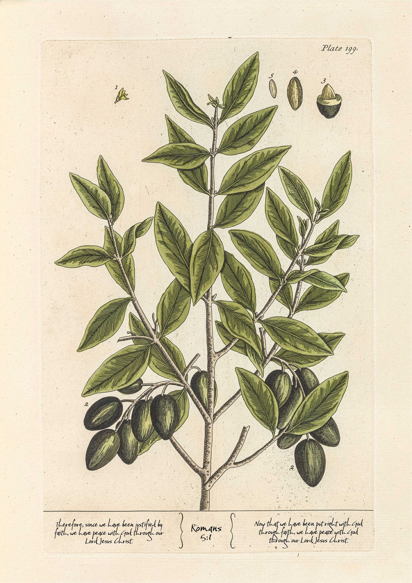 Christian Wall Art Vintage Print of Olive Branch with Romans 5:1 (Digital Download) - Image 5