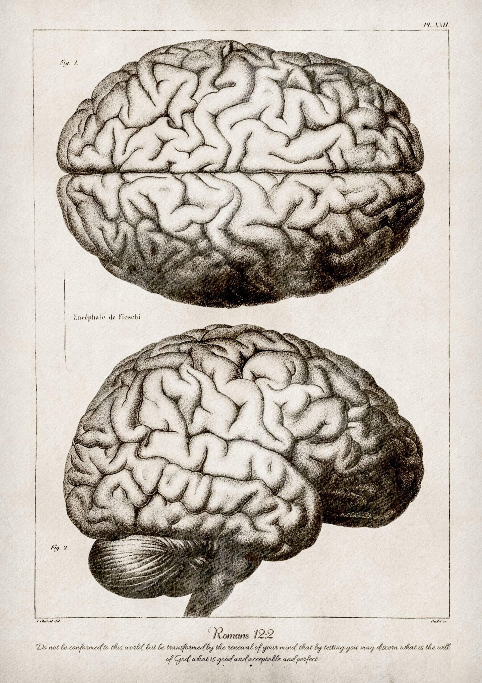 Romans 12:2 Bible Verse Vintage Medical Illustration of the Brain Anatomy Digital Art Print Christian Wall Art - Image 4