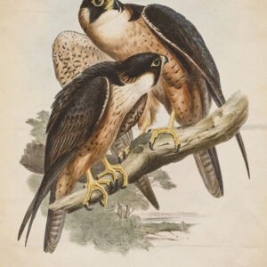 Alternative view of Matthew 6:26 “Look at the Birds” Vintage Falcon Digital Art Print Christian Wall Art for Men Shaheen Falcon by John Gould