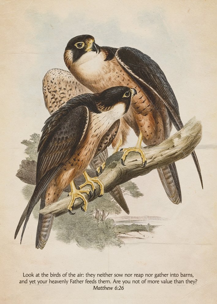 Matthew 6:26 “Look at the Birds” Vintage Falcon Digital Art Print Christian Wall Art for Men Shaheen Falcon by John Gould - Image 2