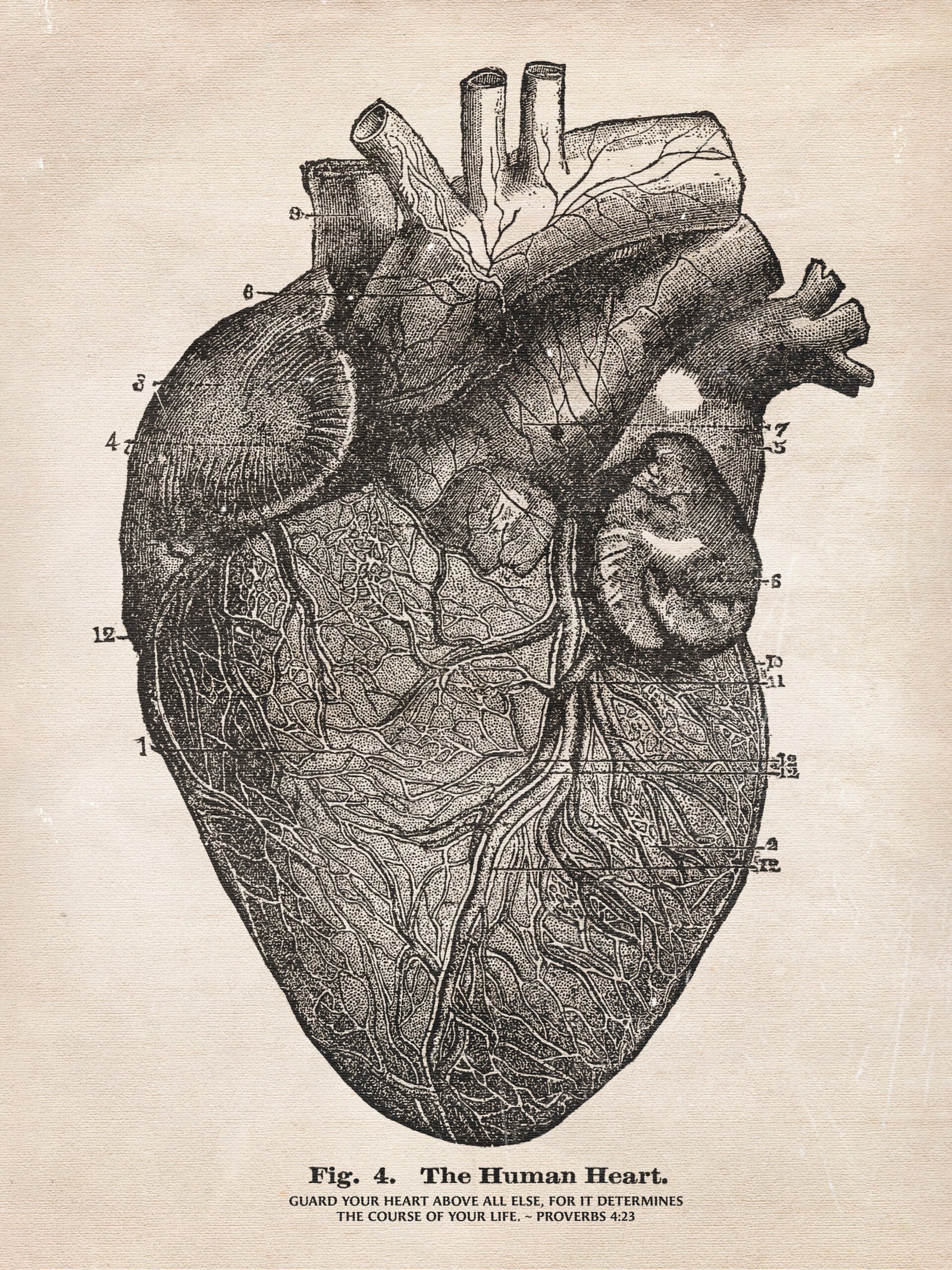 Proverbs 4:23 Bible Verse Vintage Medical Illustration of the Heart Anatomy Christian Wall Art Print Decor for Men - Image 5